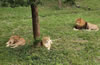 合肥野生動物園