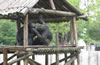 合肥野生動物園