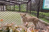 合肥野生動物園