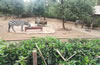 合肥野生動物園