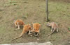 合肥野生動物園