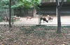 合肥野生動物園