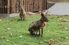 合肥野生動物園