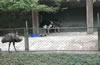 合肥野生動物園