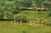 合肥野生動物園