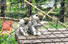 合肥野生動物園