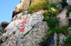 泰山