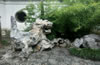 蘇州獅子林