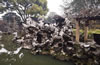 蘇州獅子林